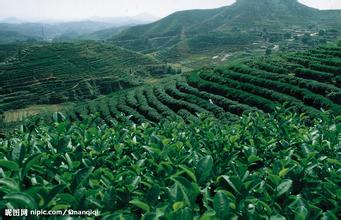 諾貝思電熱蒸汽發(fā)生器推動茶葉文化成倍提高制茶效率