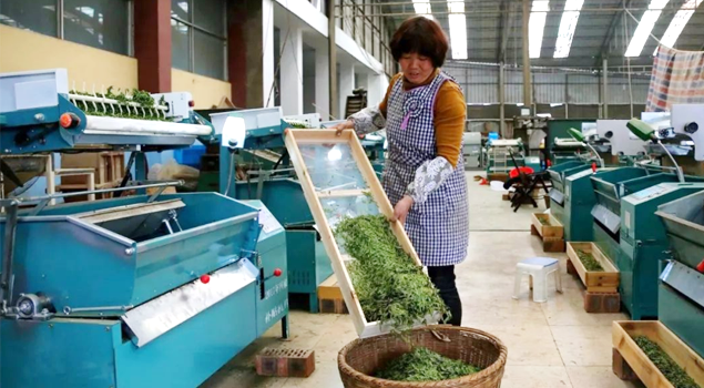 春茶貴如金，茶商如何在短時(shí)間內(nèi)海量備貨？